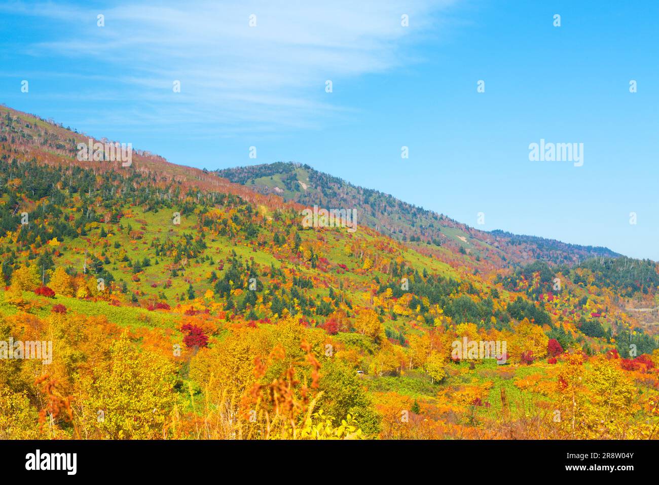 Feuilles d'automne à Hachimantai en automne Banque D'Images