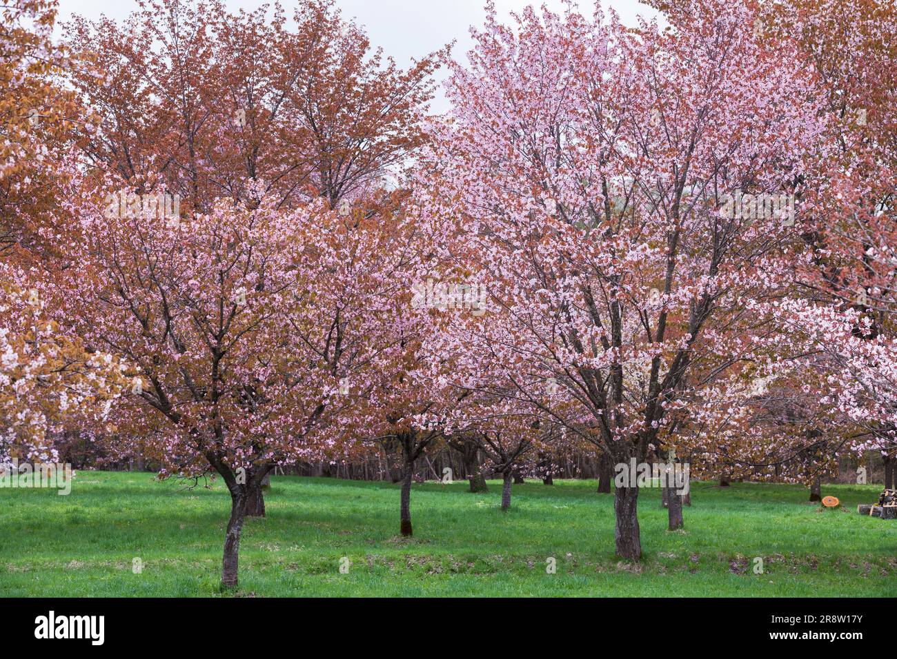 Prunus jamasakura Banque D'Images