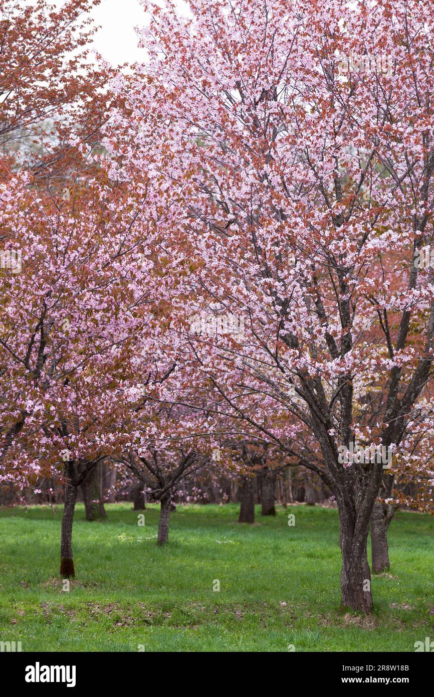 Prunus jamasakura Banque D'Images
