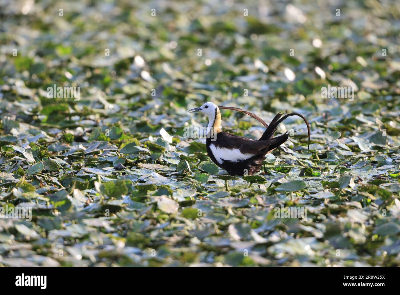 Pheasant-tailed jacana (Hydrophasianus chirurgus) au Japon Banque D'Images