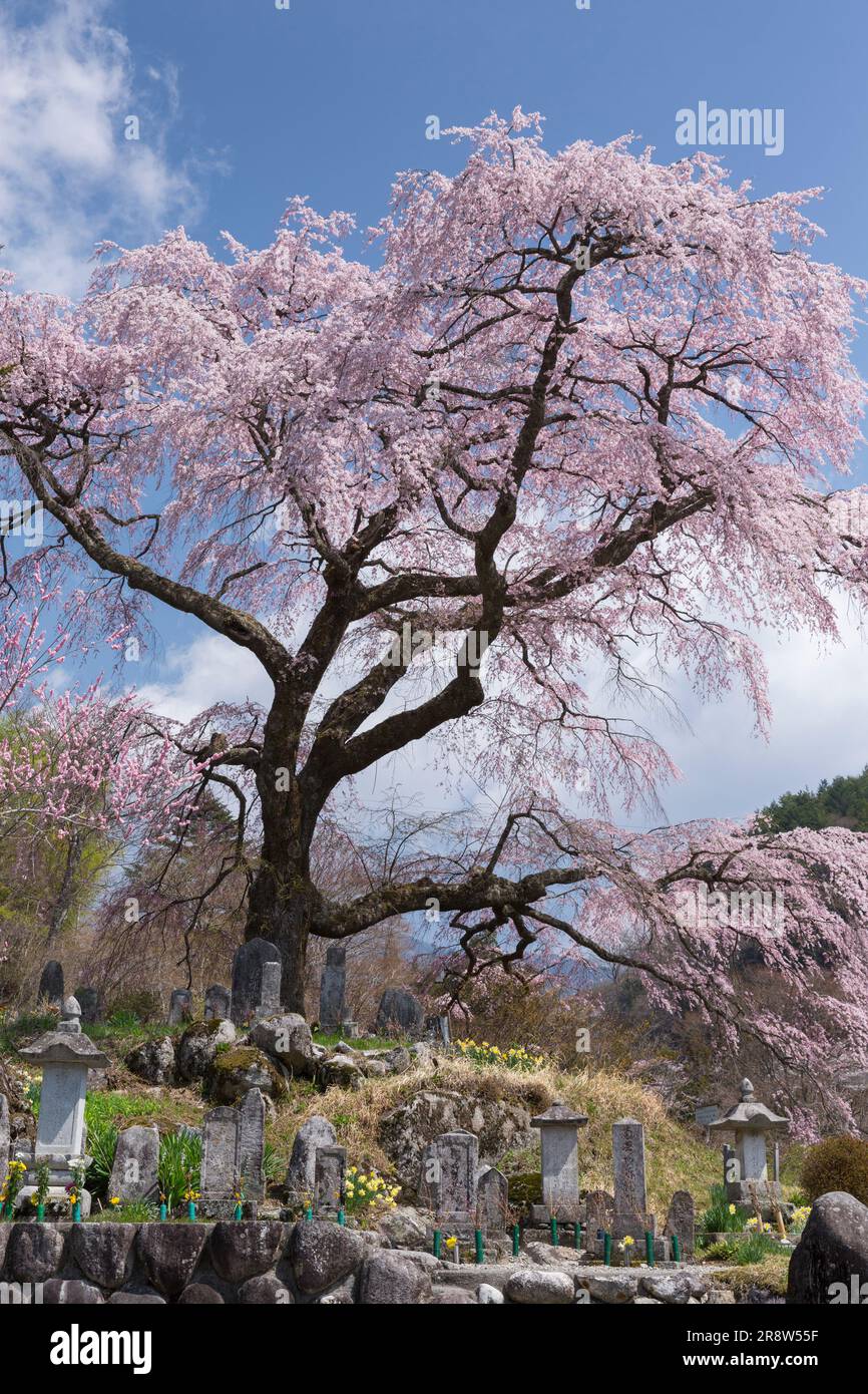 Fleur de cerisier de Koma-Tsunagi Banque D'Images