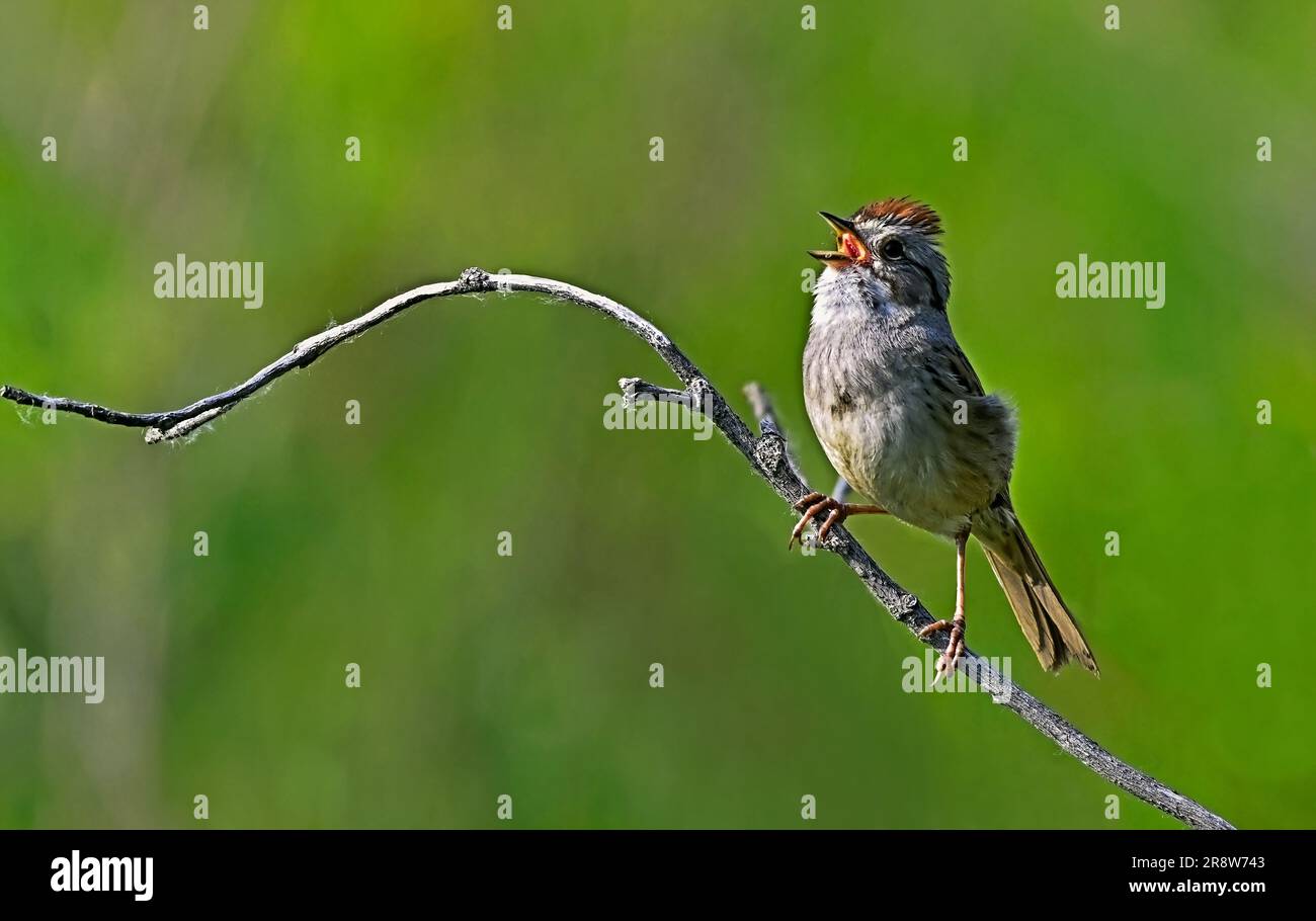 Un petit marais, 'Melospiza georgiana', chantant tout en perchant sur une branche dans une zone sauvage de terres humides dans les régions rurales de l'Alberta au Canada. Banque D'Images