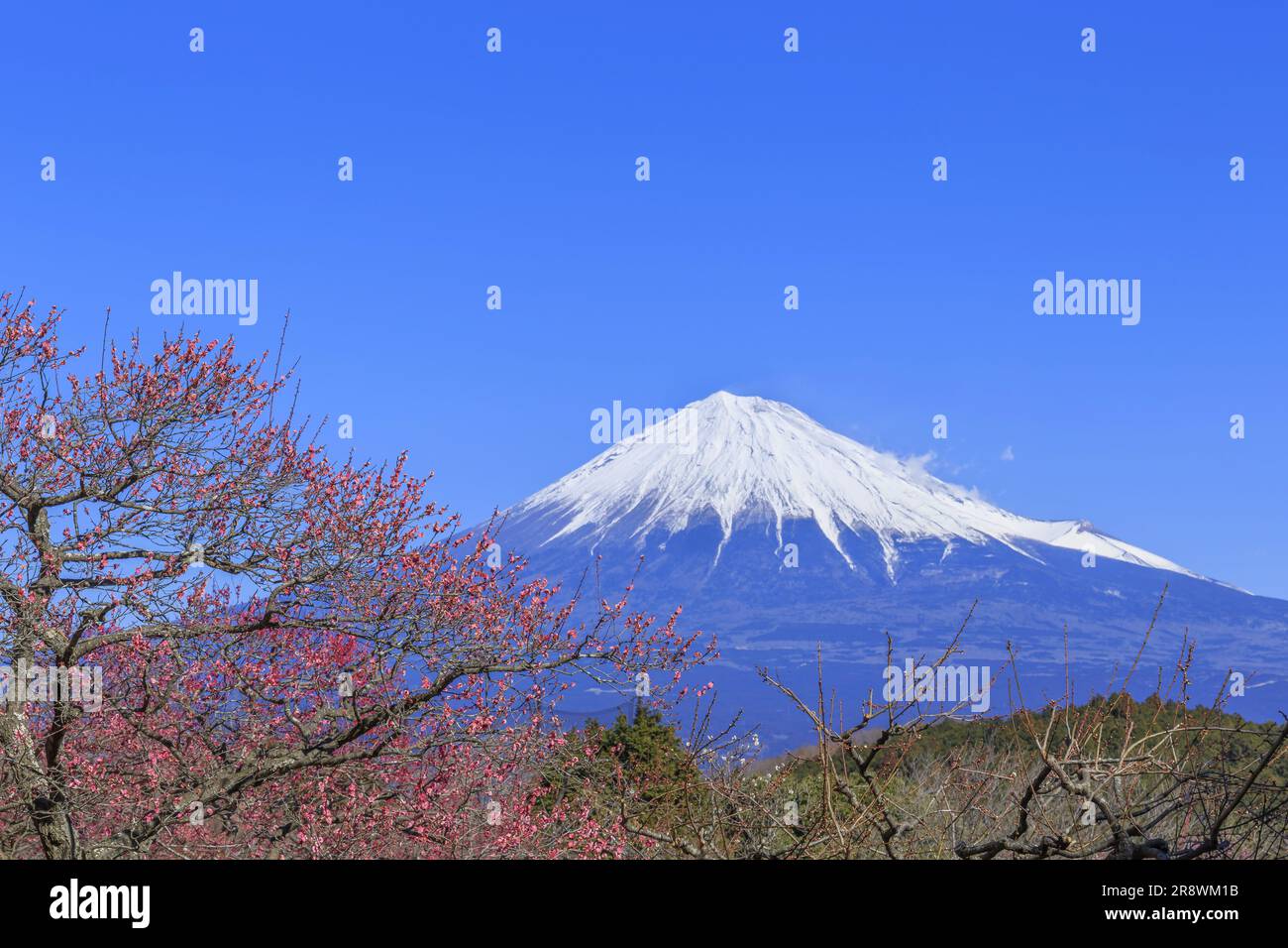 Mt. Fuji et abricot japonais Banque D'Images