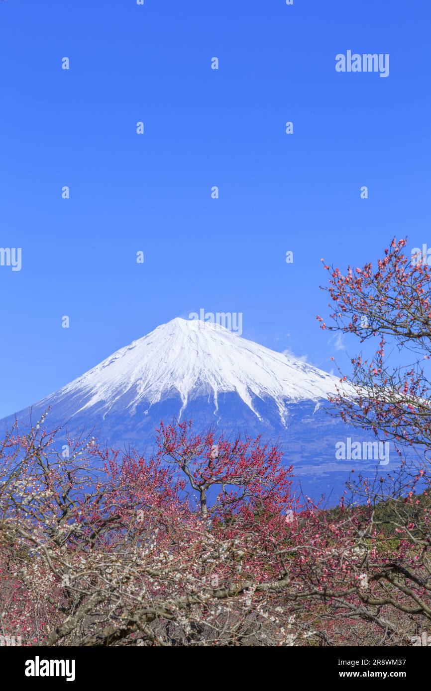 Mt. Fuji et abricot japonais Banque D'Images