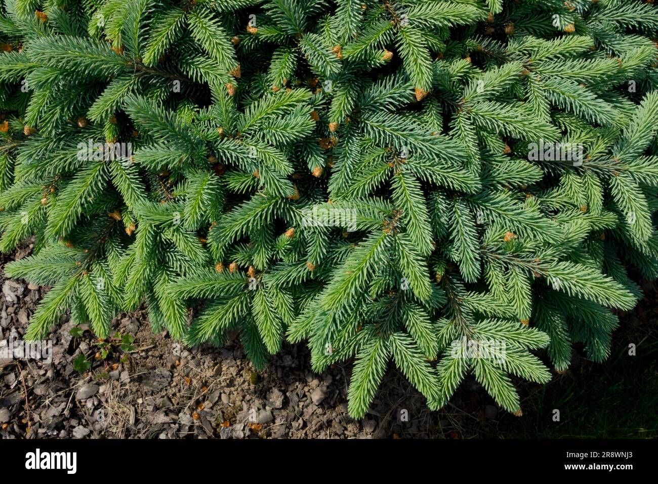 Dense, aiguilles, Picea pungens 'Nidiformis', petite, épinette, Arbre, Evergreen, cultivar Banque D'Images
