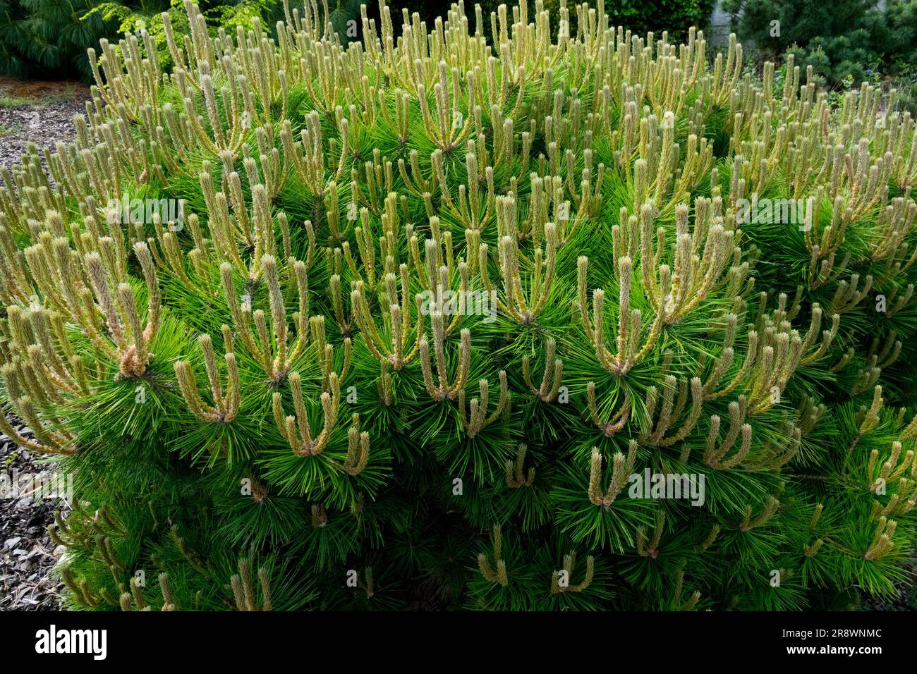 Dense, forme, arbre, PIN rouge du Japon Pinus densiflora 'Low Glow' Banque D'Images