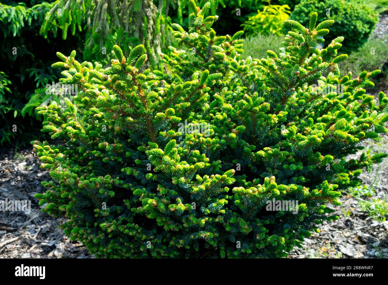 Épinette de Yezo, Picea jezoensis 'Marl chinois' épinette de Hondo plante compacte à croissance lente dans un jardin Banque D'Images