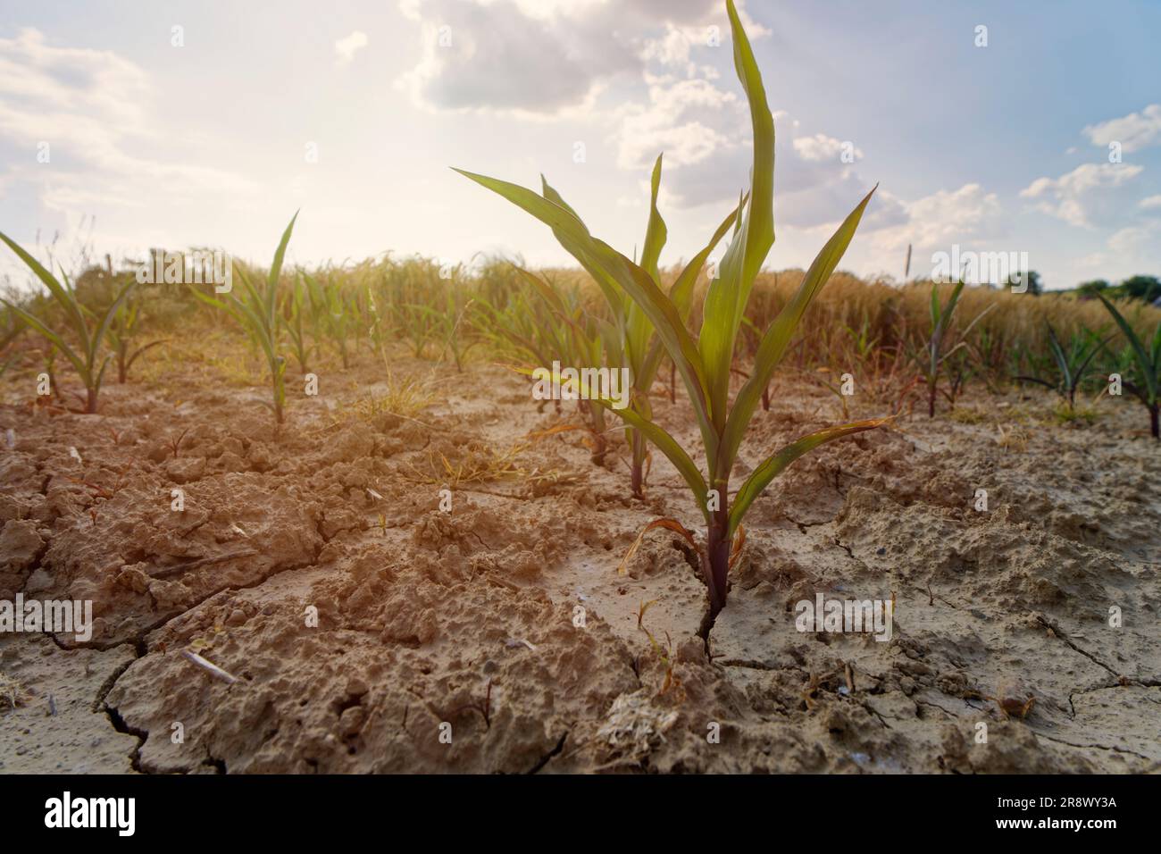 Après des semaines sans pluie en Allemagne, les plants de maïs se flétrient. Le sol sèche et se fissure. Banque D'Images