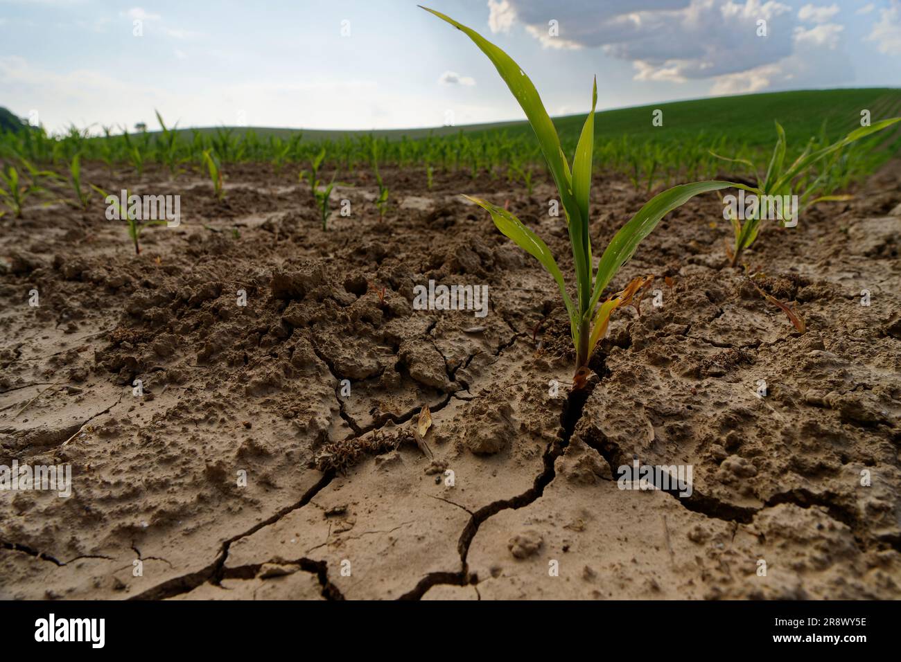 Après des semaines sans pluie en Allemagne, les plants de maïs se flétrient. Le sol sèche et se fissure. Banque D'Images