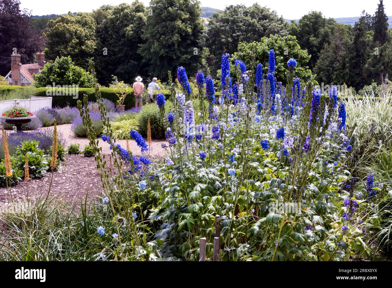 Delphiniums dans un jardin de campagne anglais en été Banque D'Images