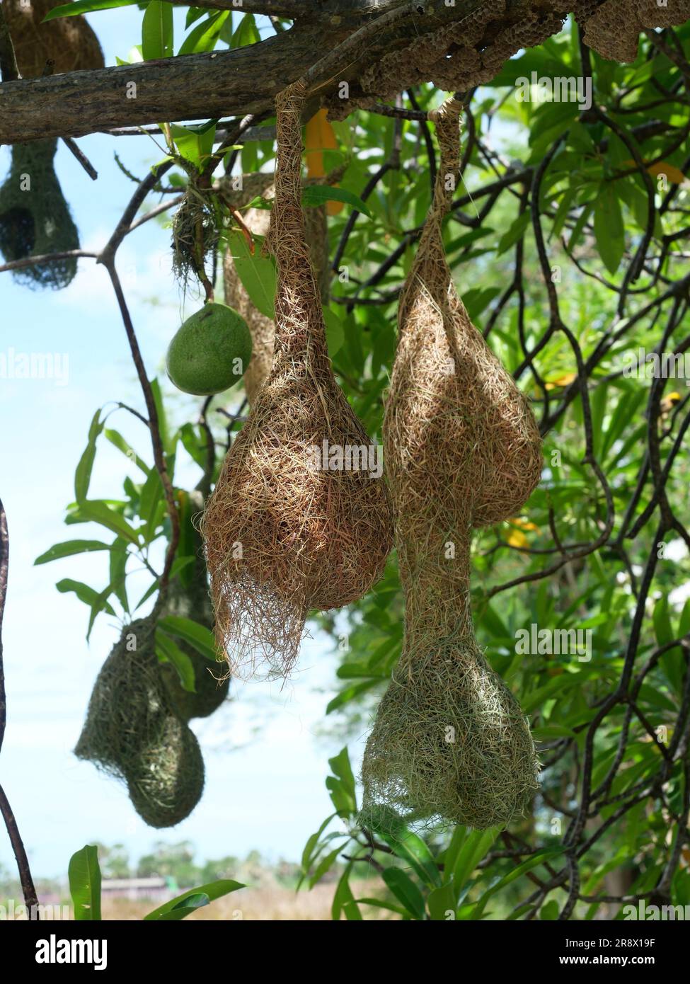 Groupe de Baya Weaver (Ploceus philippinus) nichent sur une branche d'arbre avec ciel bleu en arrière-plan, Thaïlande Banque D'Images