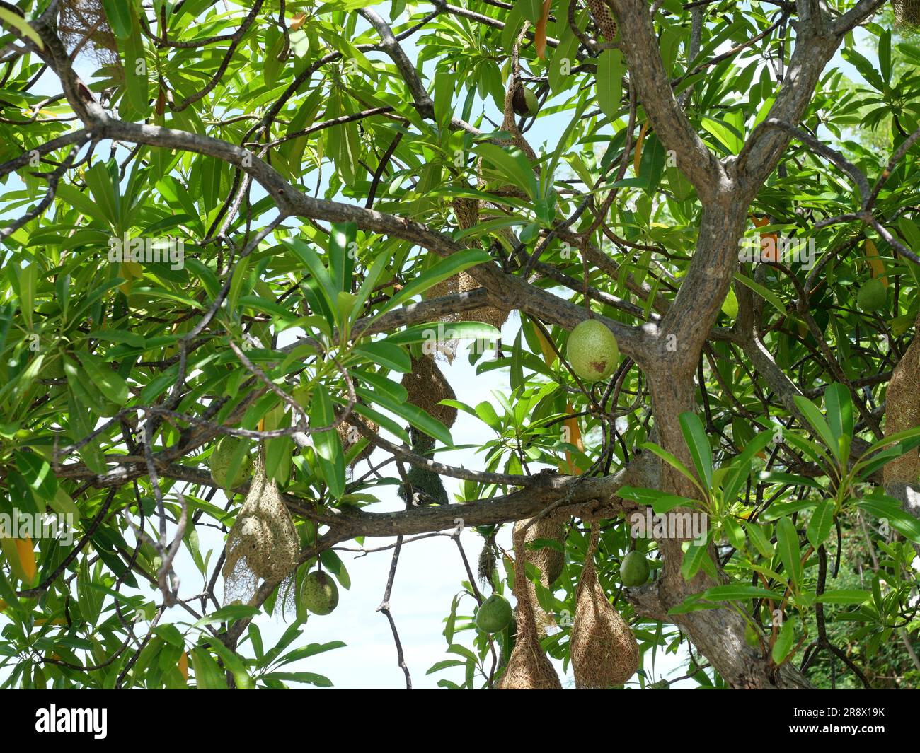 Groupe de Baya Weaver (Ploceus philippinus) nichent sur une branche d'arbre avec ciel bleu en arrière-plan, Thaïlande Banque D'Images