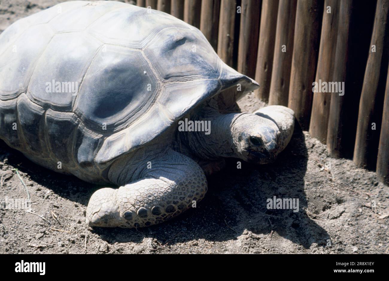 Tortue géante d'Aldabra Banque D'Images