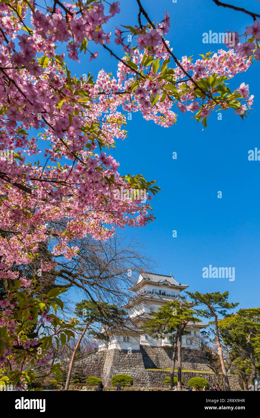 Le château d'Odawara et les cerisiers en fleurs de Kawazu Banque D'Images
