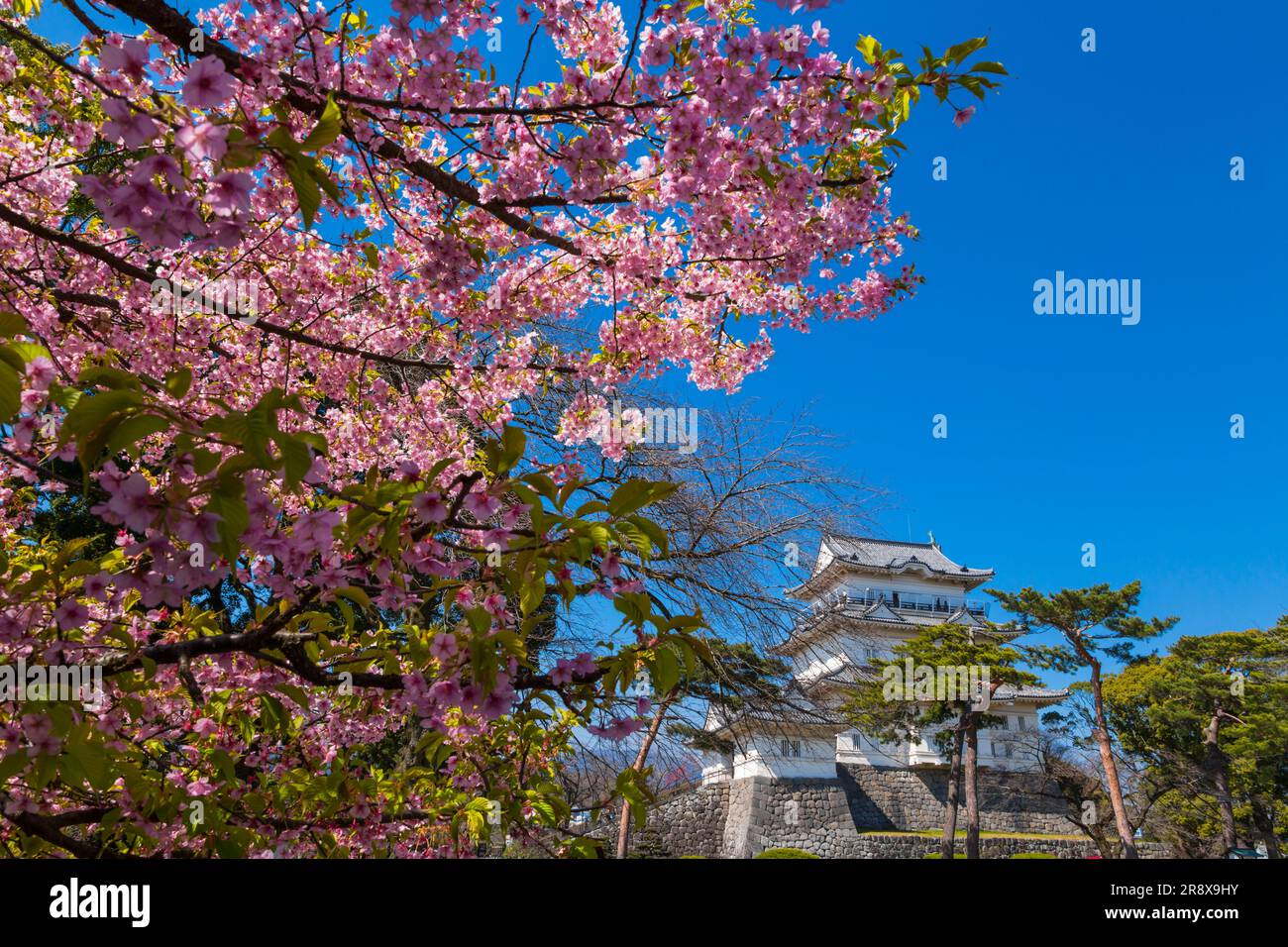 Le château d'Odawara et les cerisiers en fleurs de Kawazu Banque D'Images