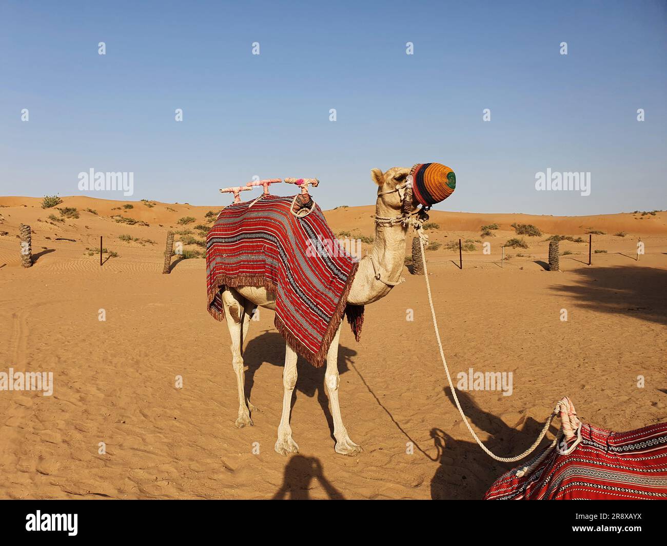 Balade à dos de chameau dans le désert, Ra’s al-Chaima, Émirats arabes Unis eau Banque D'Images