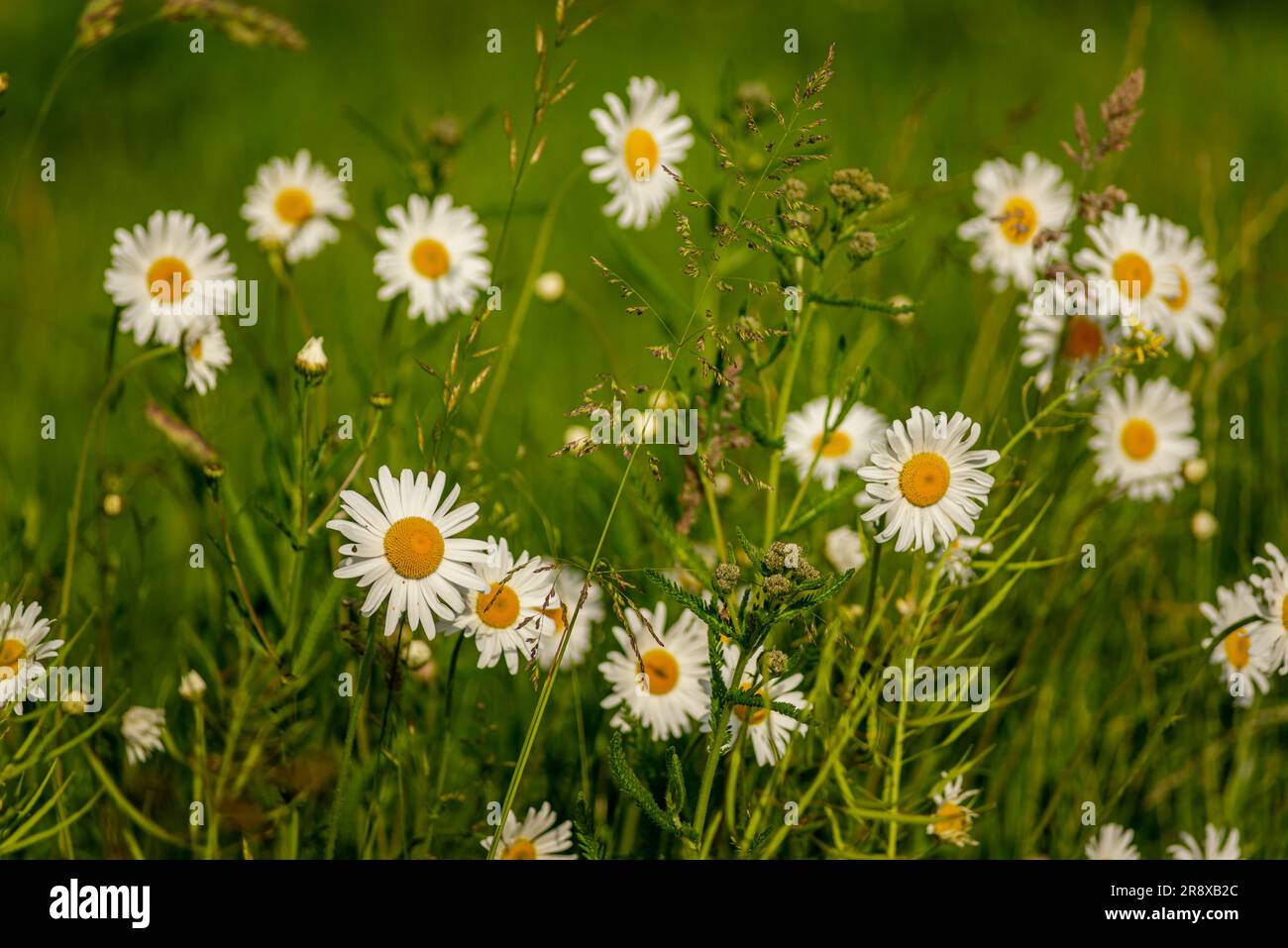 Daises en fleur et herbe sur la prairie, Leiden, pays-Bas Banque D'Images