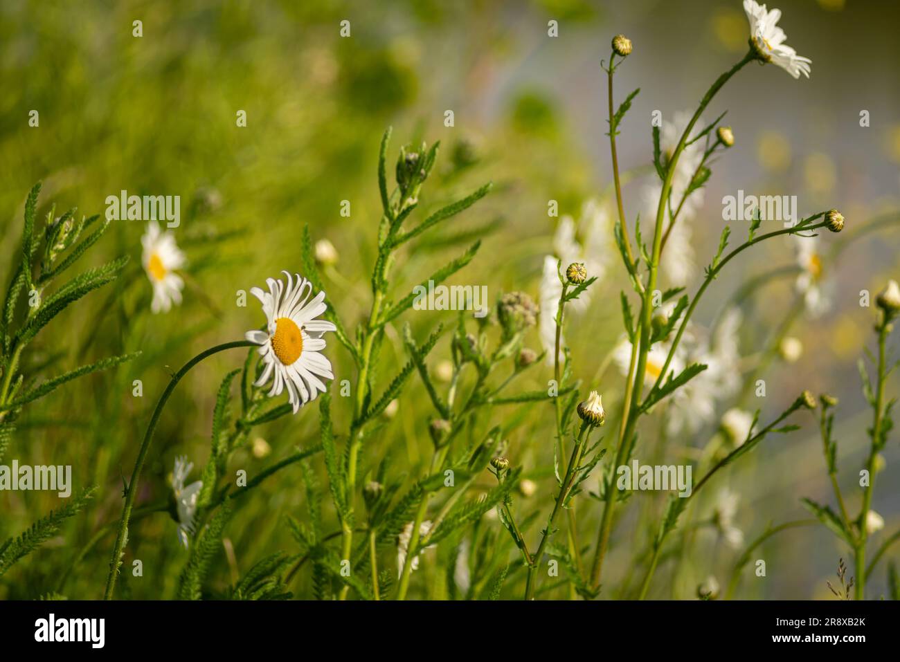 Daises en fleur et herbe sur la prairie, Leiden, pays-Bas Banque D'Images