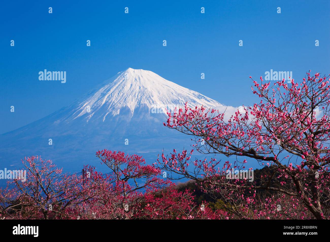 Parc de montagne Iwamoto et Mont Fuji Banque D'Images