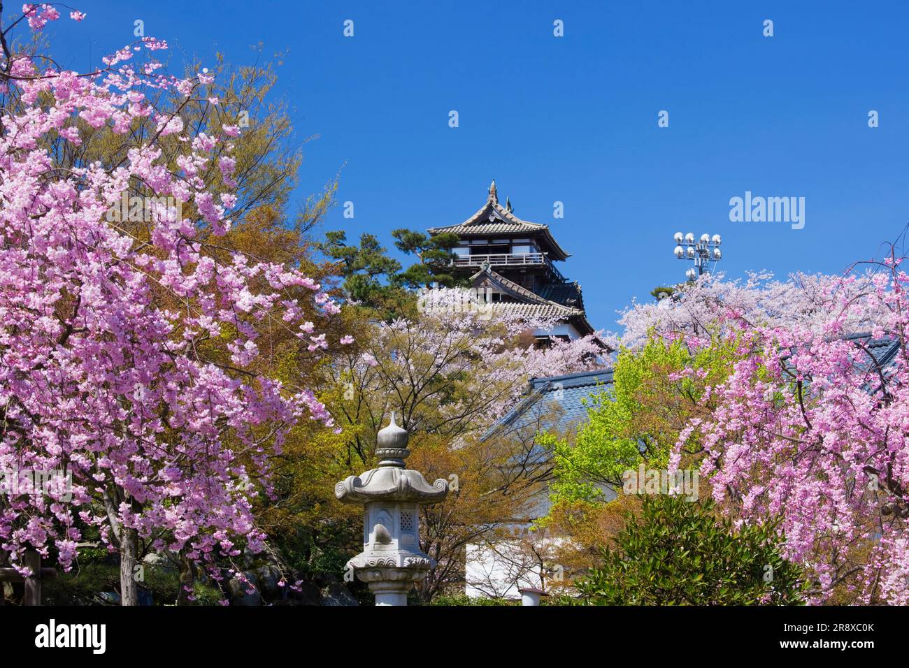 La floraison de Sakura au château de Maruoka Banque D'Images