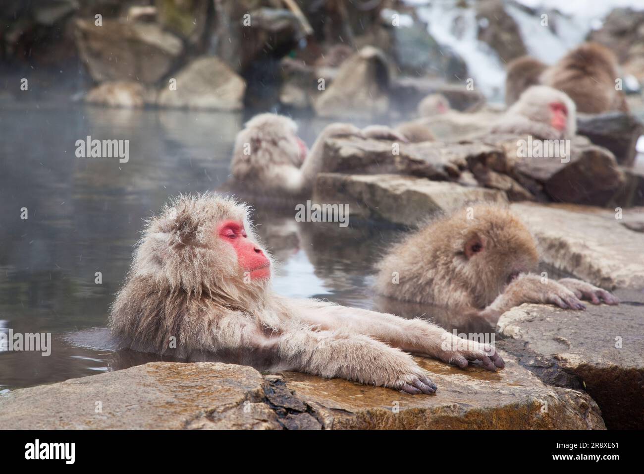 parc-des-singes-jigokudani-banque-de-photographies-et-d-images-haute