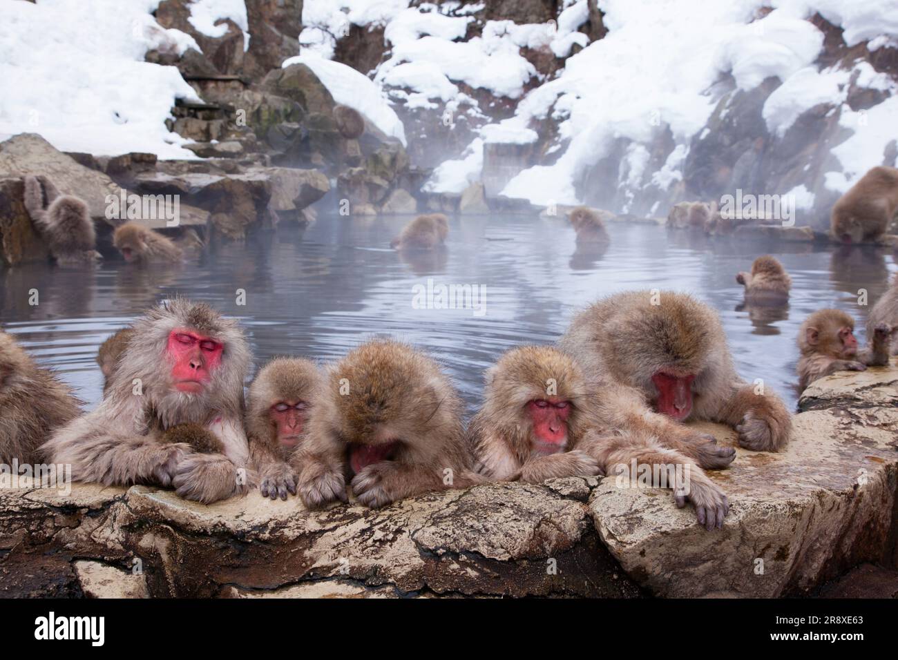 Parc des singes Jigokudani Banque D'Images