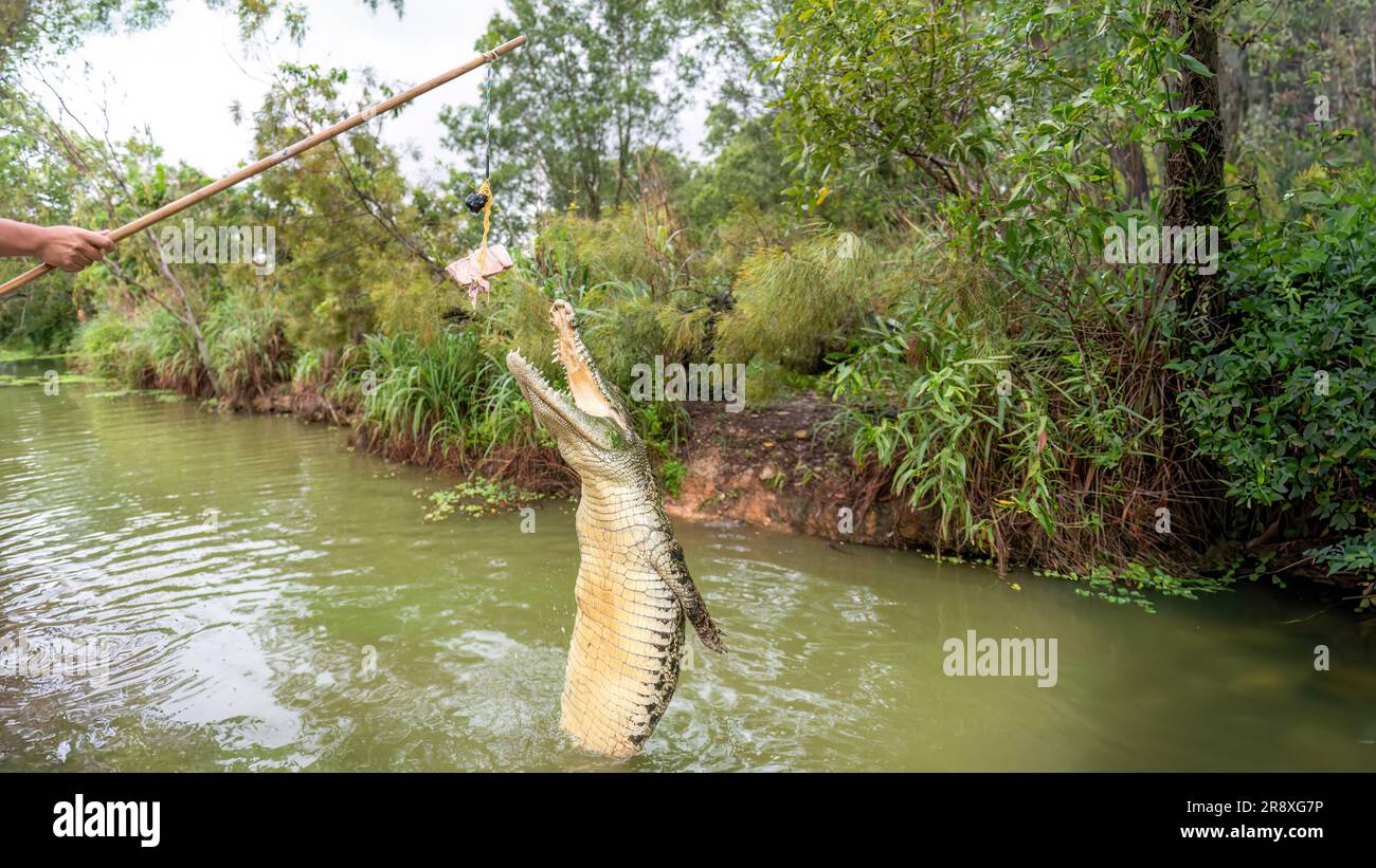 Un crocodile sauteur à Darwin, en Australie. Banque D'Images