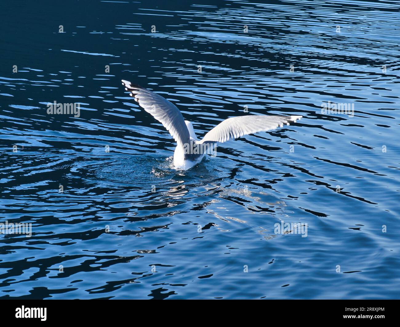 Les mouettes déferle dans le fjord de Norvège. Des gouttes d'eau éclaboutent dans le mouvement dynamique de l'oiseau de mer. Photo d'animal de Scandinavie Banque D'Images