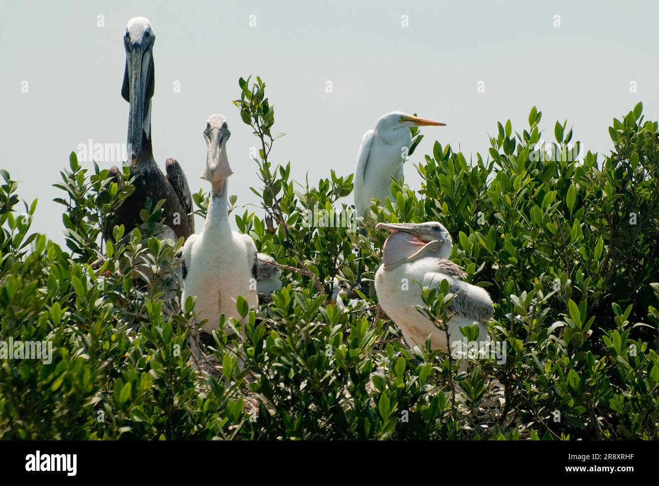 La rookerie de l'île Queen Bess dans la baie Barataria. Banque D'Images