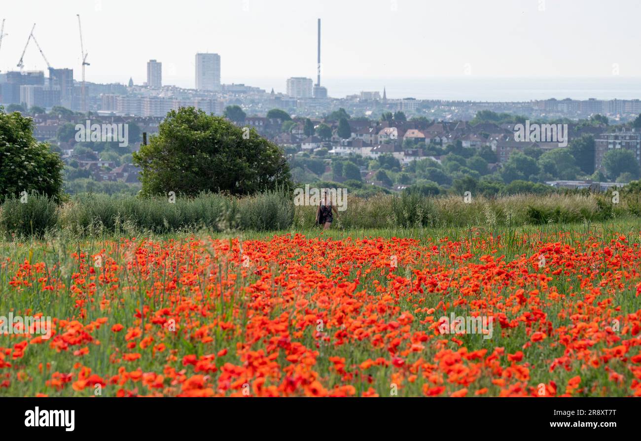 Brighton UK 23rd juin 2023 - Un champ de coquelicots rouge vif au soleil sur une colline à Portslade surplombant Brighton et Hove comme plus de temps chaud est prévu pour ce week-end au Royaume-Uni : crédit Simon Dack / Alay Live News Banque D'Images