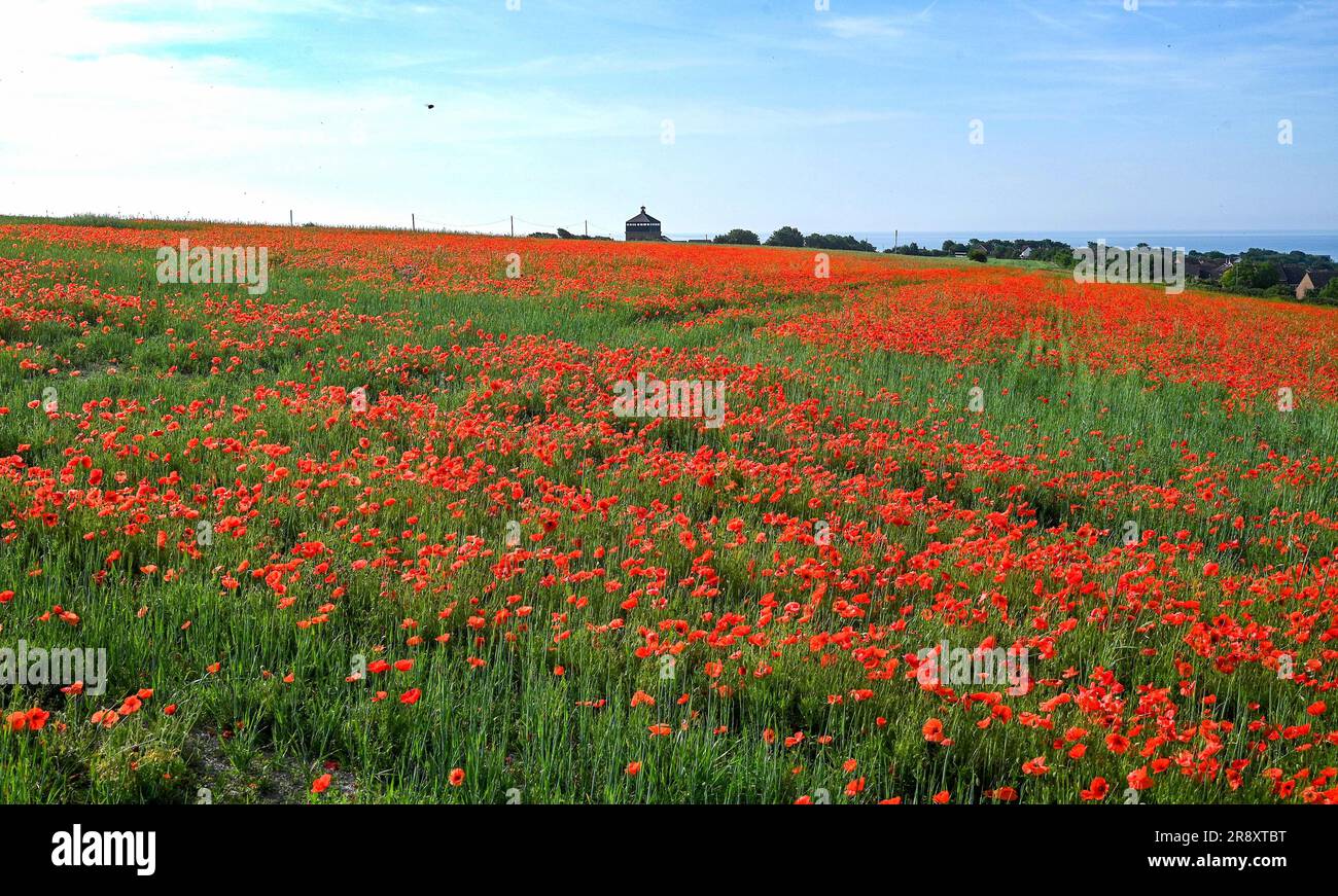 Brighton UK 23rd juin 2023 - Un champ de coquelicots rouge vif au soleil sur une colline à Portslade surplombant Brighton et Hove comme plus de temps chaud est prévu pour ce week-end au Royaume-Uni : crédit Simon Dack / Alay Live News Banque D'Images