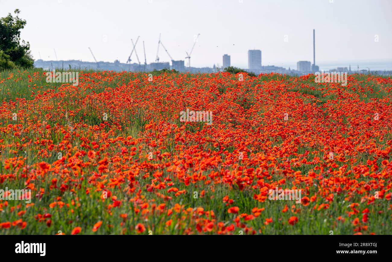 Brighton UK 23rd juin 2023 - Un champ de coquelicots rouge vif au soleil sur une colline à Portslade surplombant Brighton et Hove comme plus de temps chaud est prévu pour ce week-end au Royaume-Uni : crédit Simon Dack / Alay Live News Banque D'Images