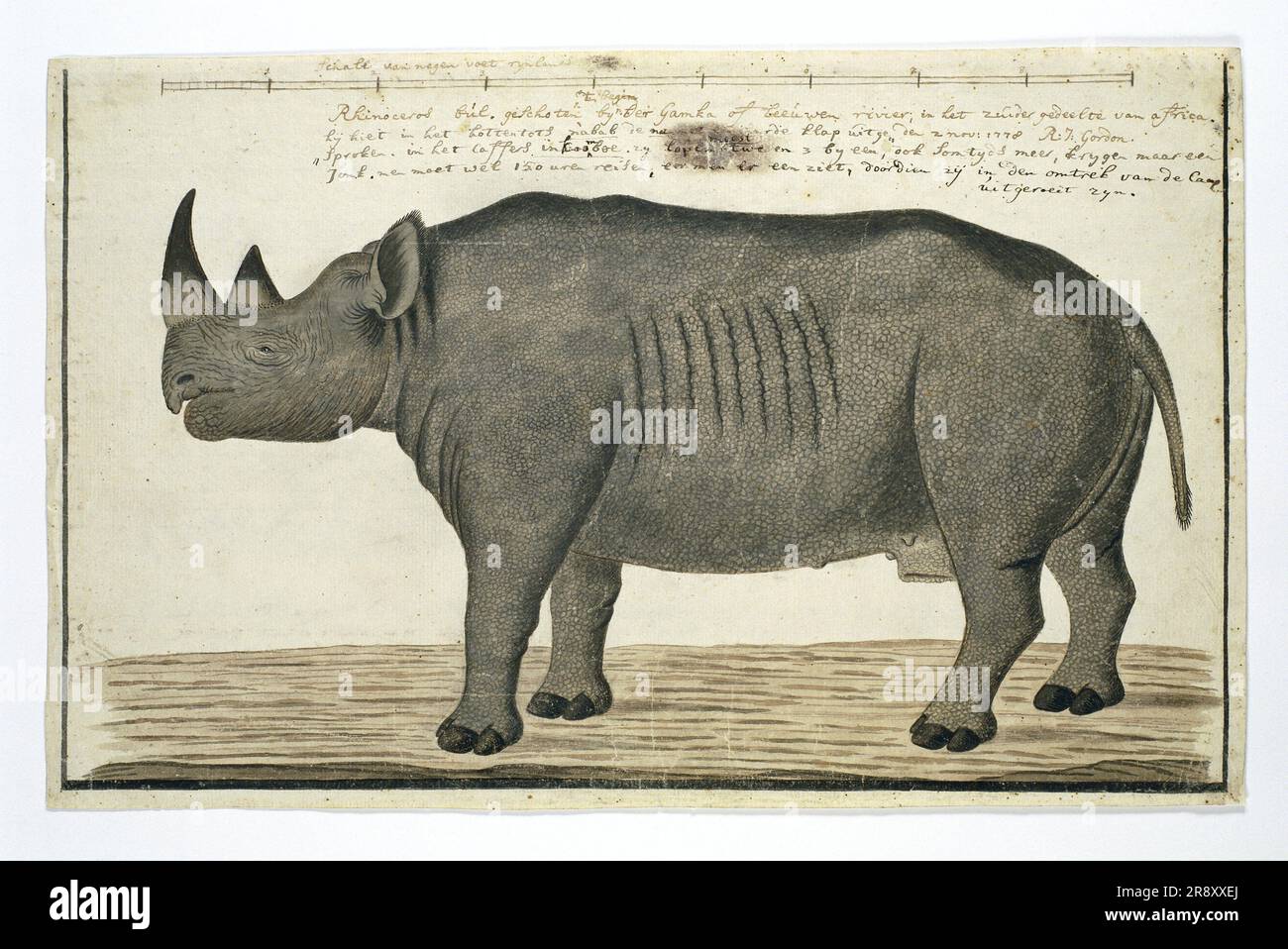 Diceros bicornis bicornis (rhinocéros noir; homme), en 1778 ou après. Banque D'Images