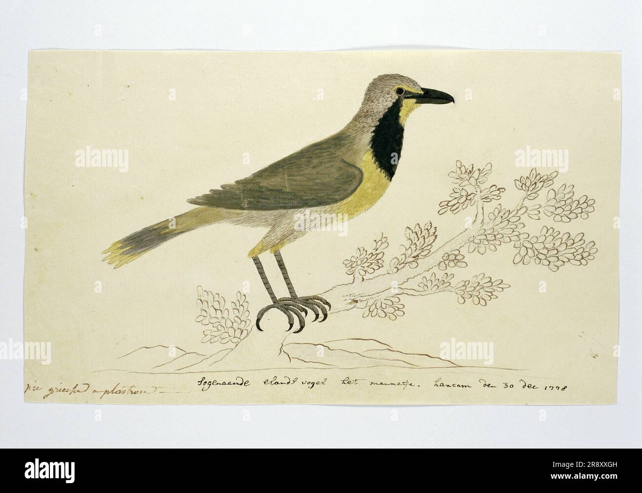 Telephorus zeylonus (Bokmakierie), 1778. Étude sur les oiseaux: Bokmakierie Klauwier ou Wurgvogel (Telophorus Zeylonus): Mâle. Gordon l'appelle l'oiseau d'orignal. Banque D'Images