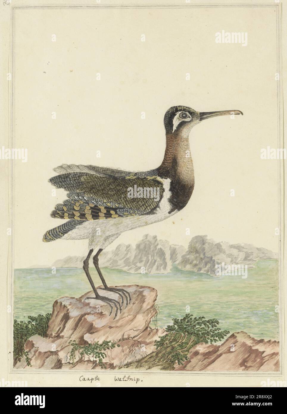 Rostratula benghalensis (grande bécassine peinte), 1777-1786. Banque D'Images