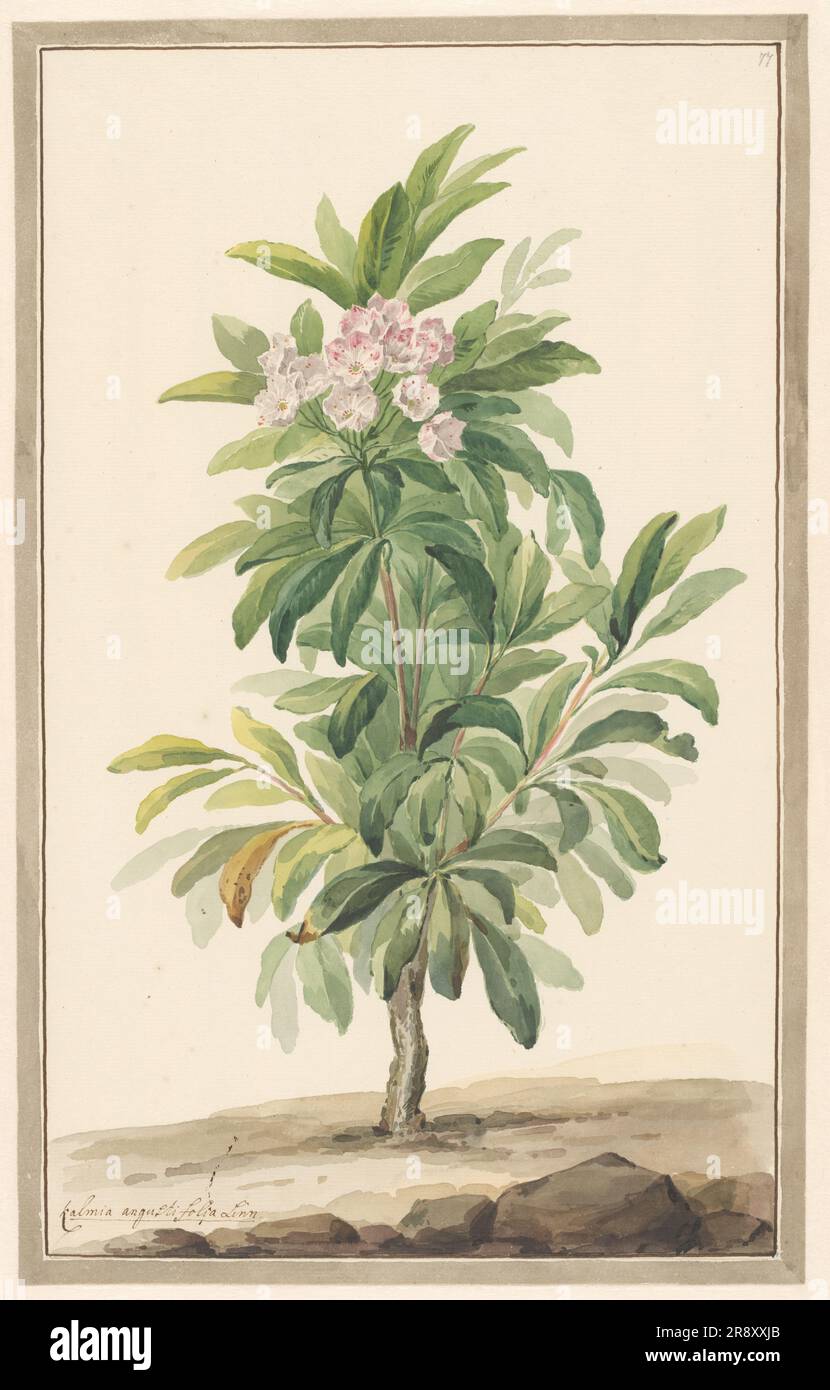 Arbre à cuillère à feuilles étroites en paysage (Kalmia angustifolia), c.1775-c.1825. Attribué à Willem van Leen. Banque D'Images