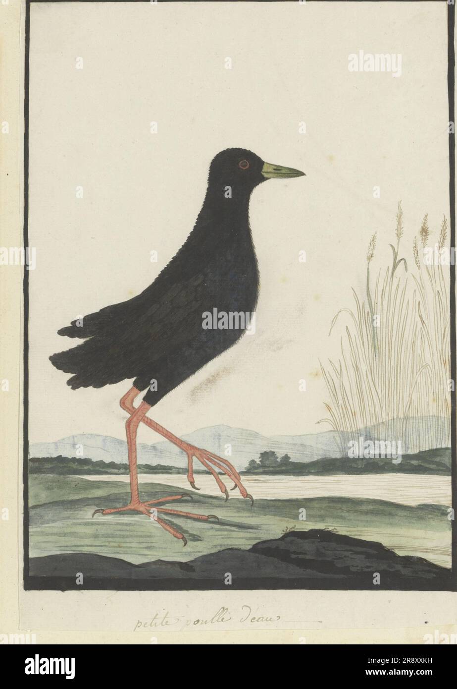 Amaurornis flavirostra (crache noire), 1777-1786. Banque D'Images