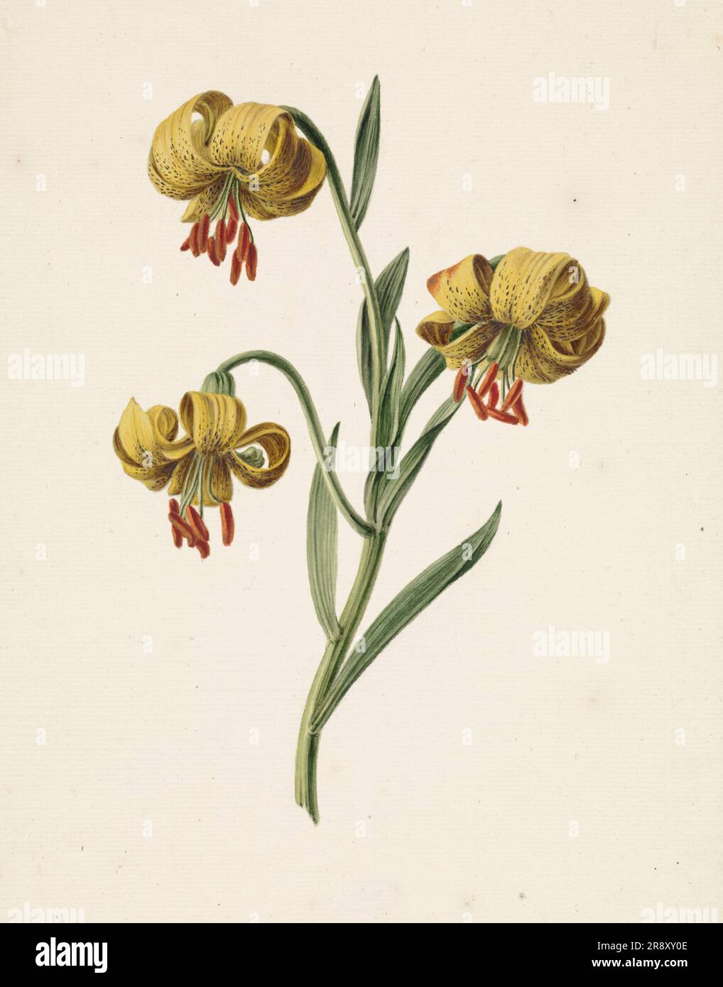 Branche avec trois lys jaunes, 1834. Banque D'Images