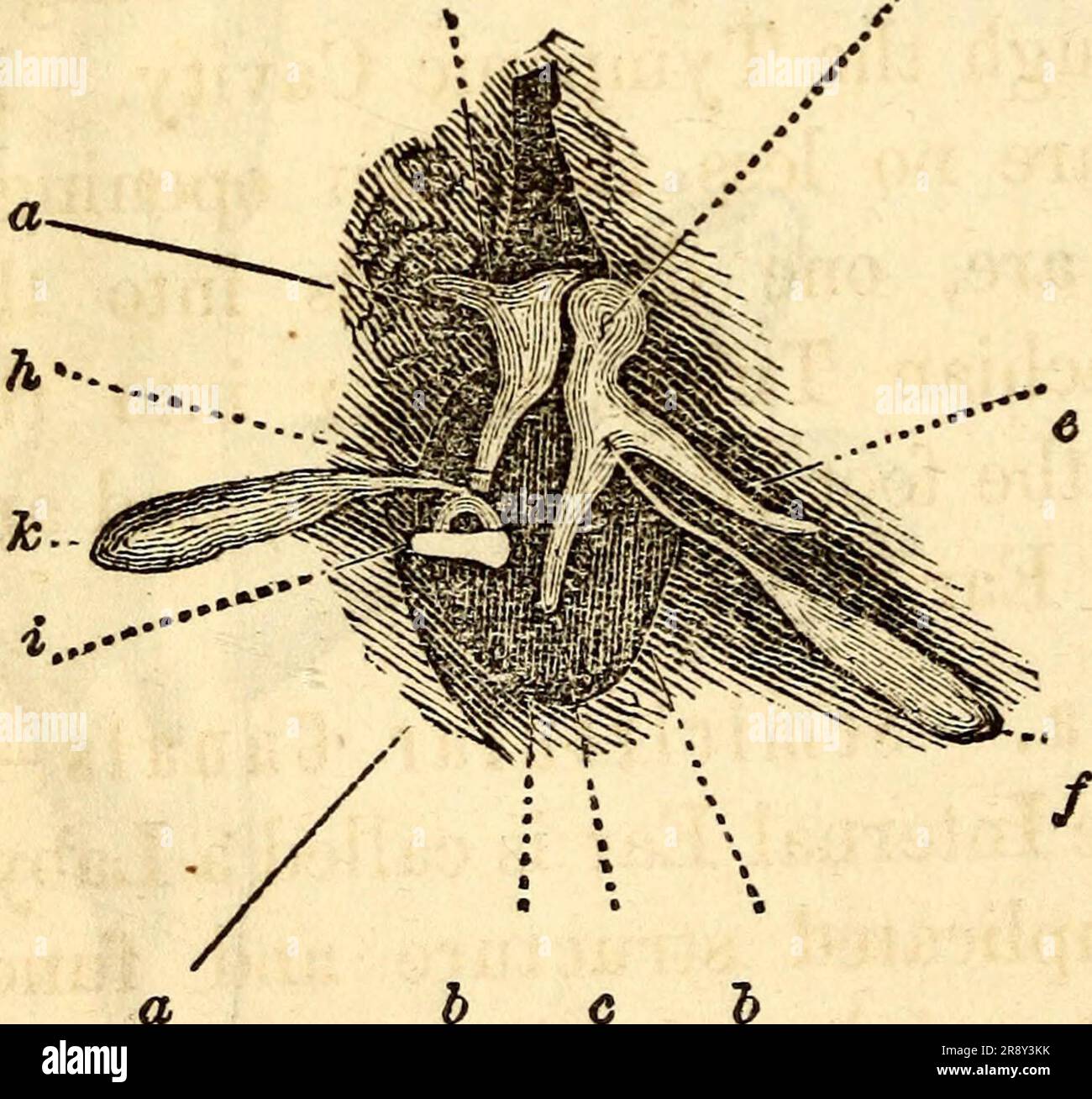 'Anatomie et physiologie élémentaires : pour collèges, académies, et autres écoles' (1869) Banque D'Images
