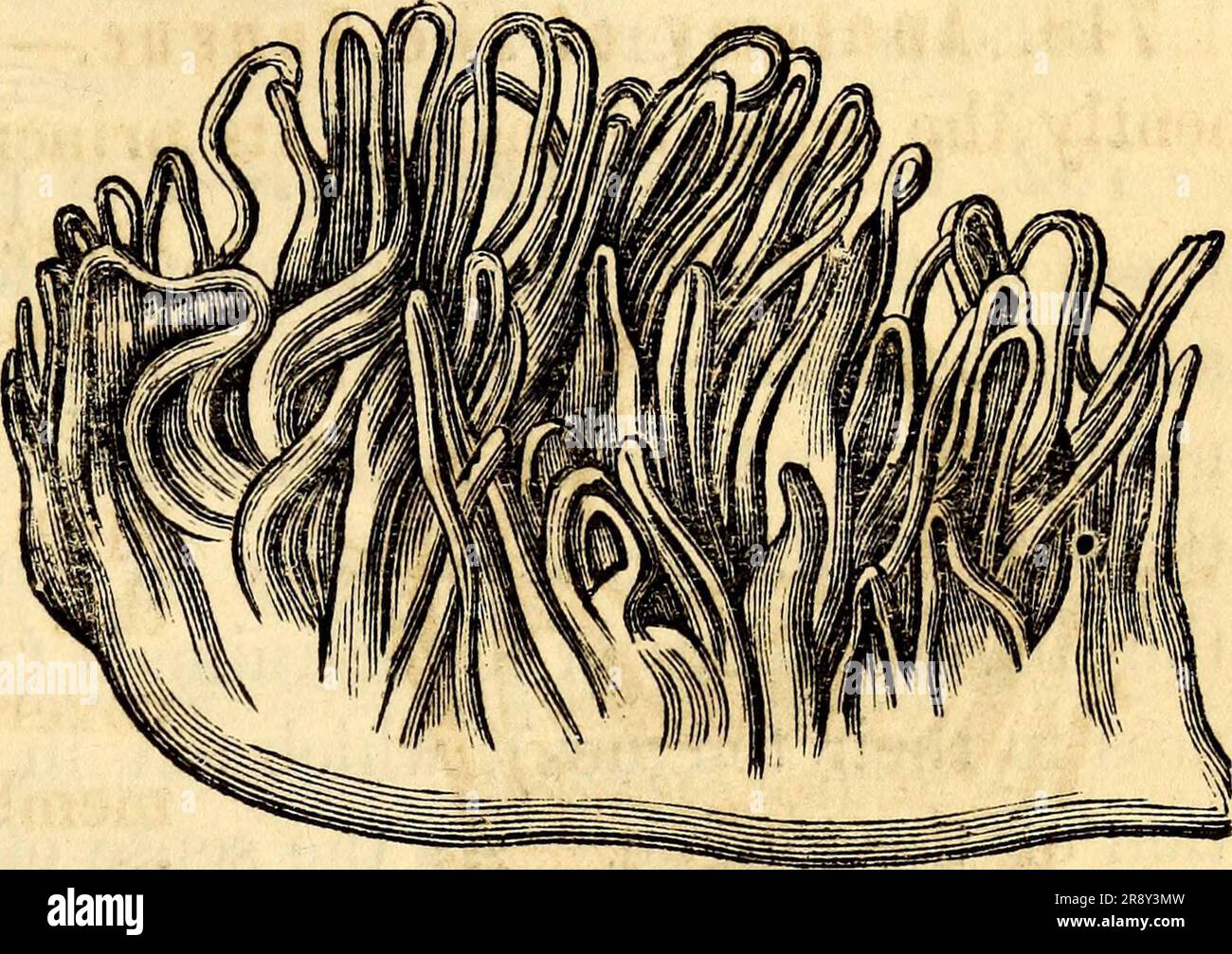 'Anatomie et physiologie élémentaires : pour collèges, académies, et autres écoles' (1869) Banque D'Images