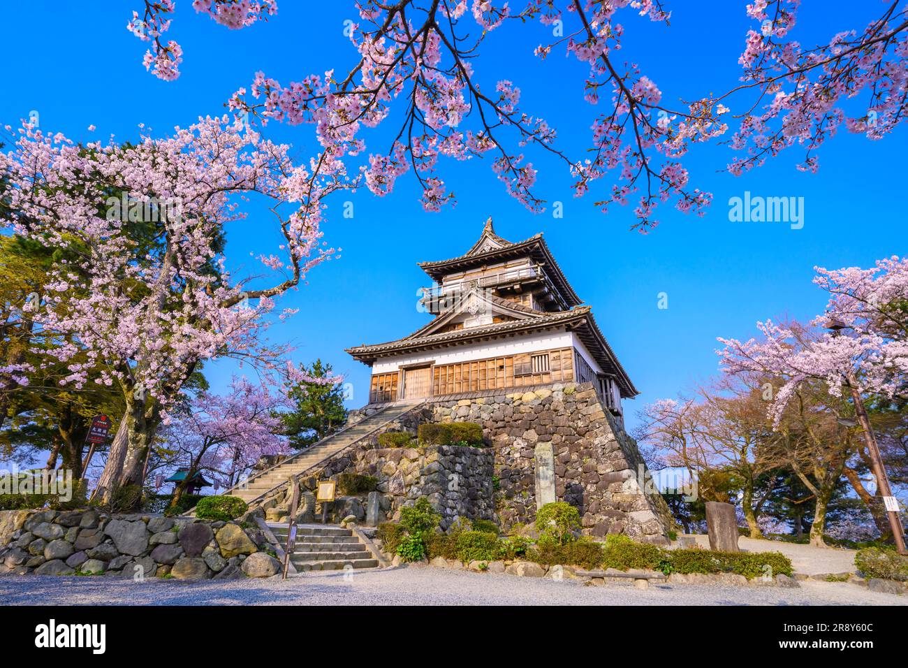 Château de Maruoka et cerisiers en fleurs Banque D'Images