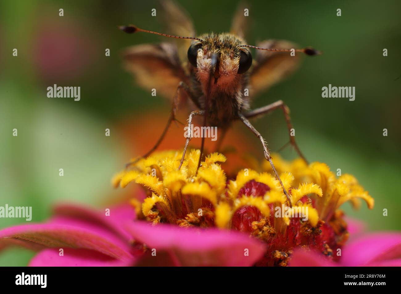 Un papillon Sachem (Atalopedes campestris) sur une fleur rose de zinnia avec un fond vert flou Banque D'Images