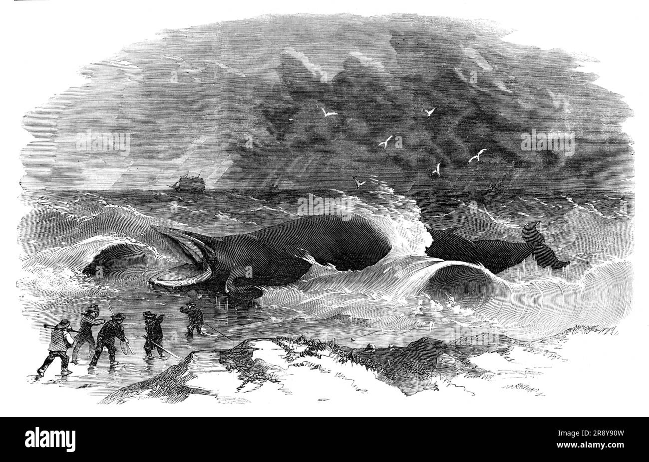Whale échouée à Winterton, 1857. « Ce magnifique spécimen de la tribu des baleines a été conduit à Winterton par les gales qui ont visité la côte de Norfolk... quand la baleine s'est retrouvée sur la terre, il a crié fort, Et il a lutté le plus lustiquement pour retrouver la profondeur... la couleur de la couche extérieure est brun foncé sur le dos, se volatilisant vers le corps d'un gris bleuâtre. Le corps est blanc; aussi environ deux pieds du nez et la peau est blanche; le reste de la partie extérieure est noir. Nous comprenons que la peau, la tête et la queue ont été retirées de la carcasse pour exposition. La baleine est dit de peser abou Banque D'Images