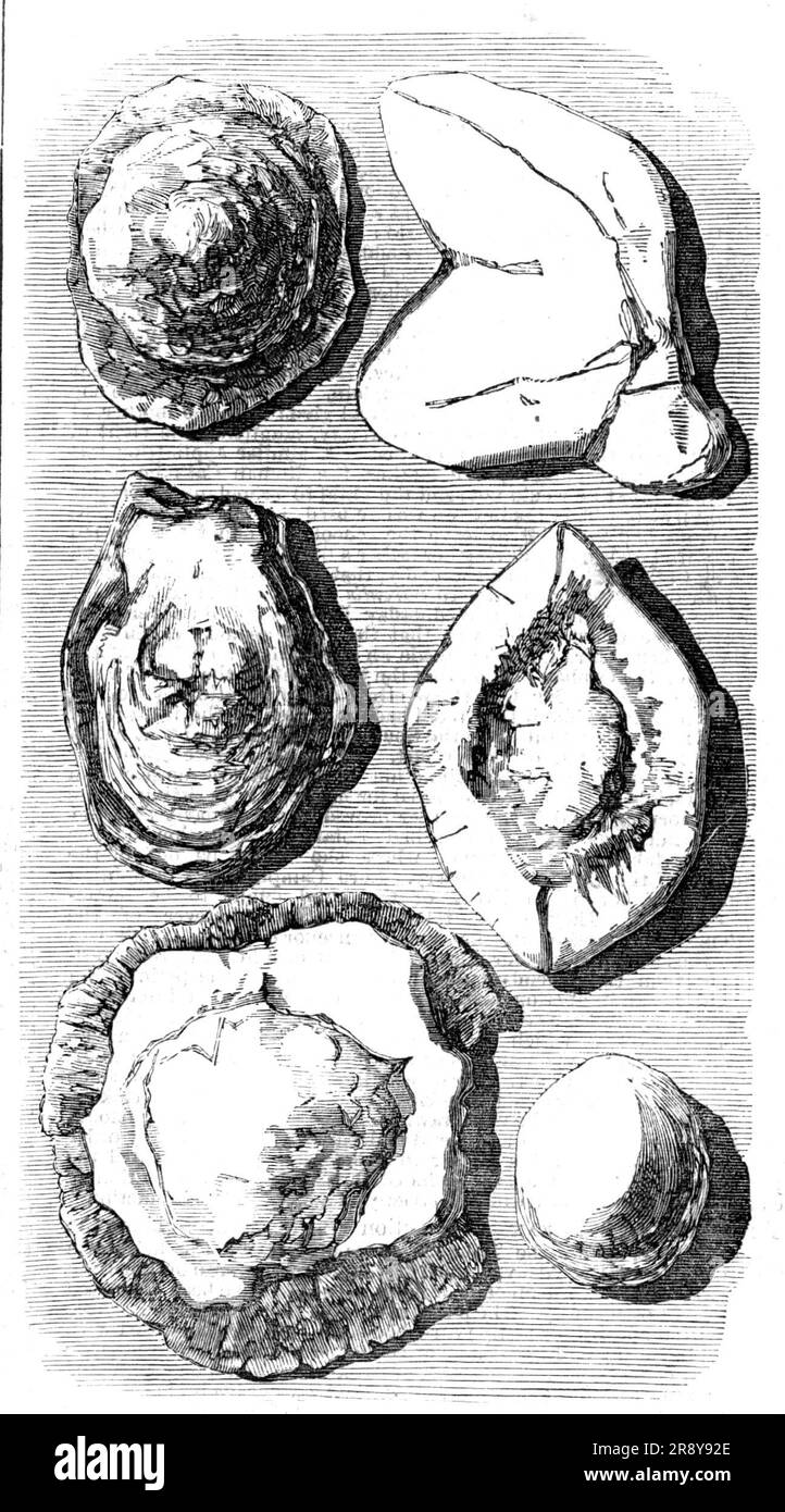 Spécimens de fossiles récemment trouvés à Tingewick, Bucks., 1857. 'Mr. Stowe, chirurgien, de Buckingham, en lavant quelques centaines de fossiles, les a établis pour être la végétation marine, qui, s'il n'avait pas grandi là où il a été trouvé, avait été lavé hors de la gamme de craie, car la plupart des fossiles sont striés ou intersectés par de fines veines de craie... le nombre d'entre eux est incalculable, car ils s'étendent sur de nombreux mètres carrés du champ, et sont aussi épais dans l'argile dans laquelle ils sont trouvés comme galets dans une rue. Beaucoup d'entre eux sont comme des biscuits, d'autres comme des tartes à la menthe lililliputienne et des huîtres. Autres Banque D'Images