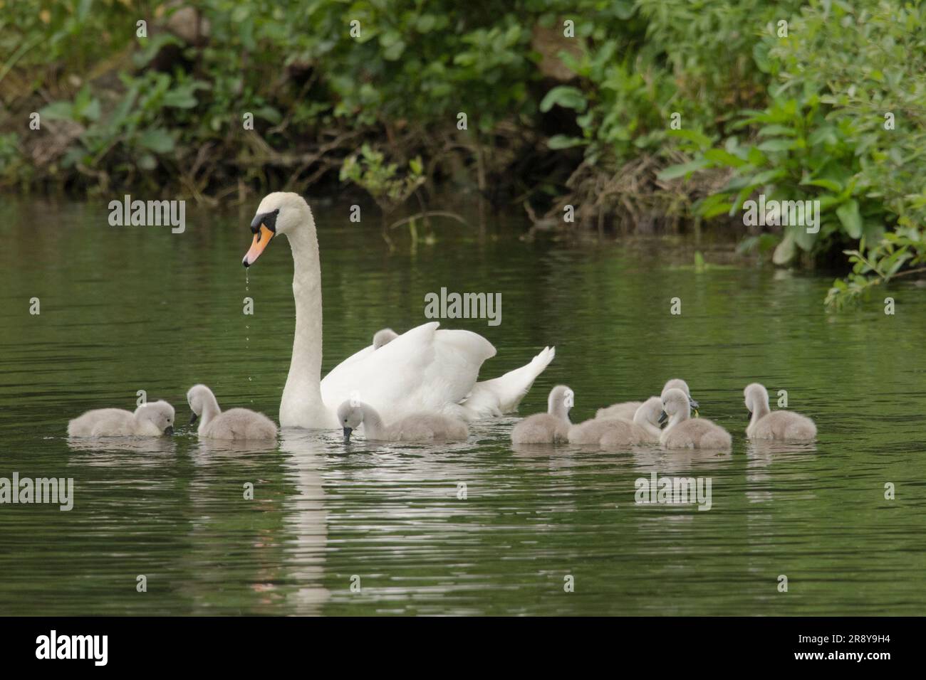 Mute Swan, Cygnus olor, avec neuf cygnes nageant sur River Bure, Norfolk Broads, juin Banque D'Images