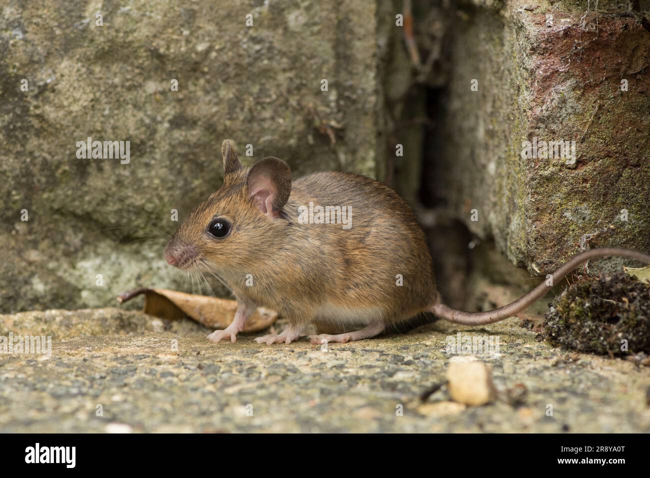 Souris en bois, souris de champ à queue longue, Apodemus sylvaticus, ou souris à col jaune