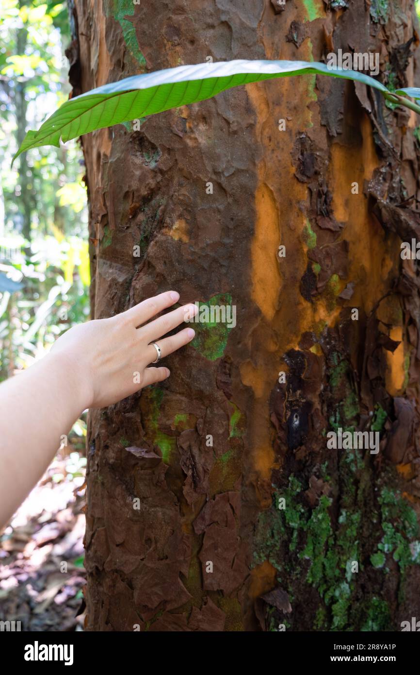 Gros plan d'une main d'une femme blanche méconnue avec un anneau touchant un tronc d'arbre dans une forêt primaire de la forêt amazonienne de l'Equateur. Publicité Banque D'Images