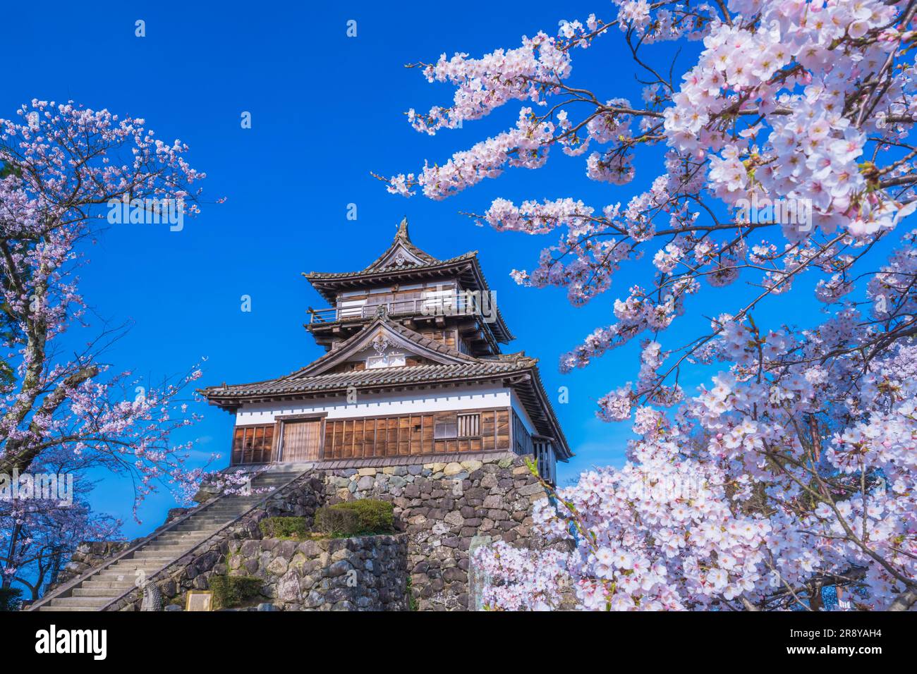 Château de Maruoka et cerisiers en fleurs Banque D'Images