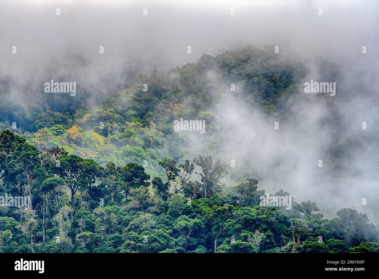 Cloudforest à San Gerardo de Dota, dans le centre du Costa Rica. Banque D'Images