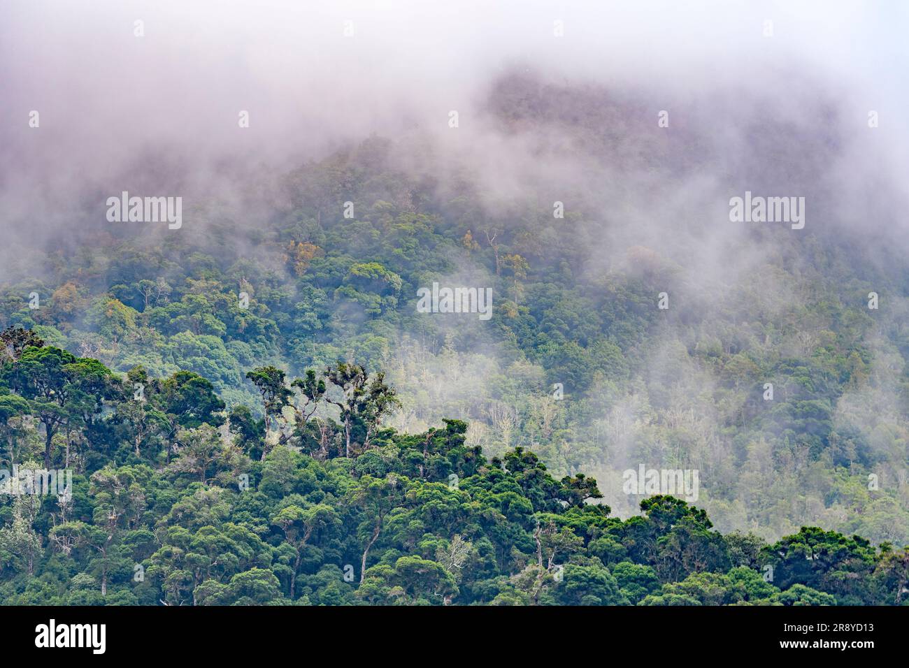 Cloudforest à San Gerardo de Dota, dans le centre du Costa Rica. Banque D'Images